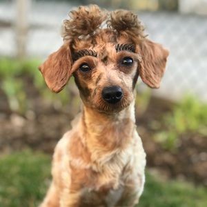 Meet your Posher, Sher